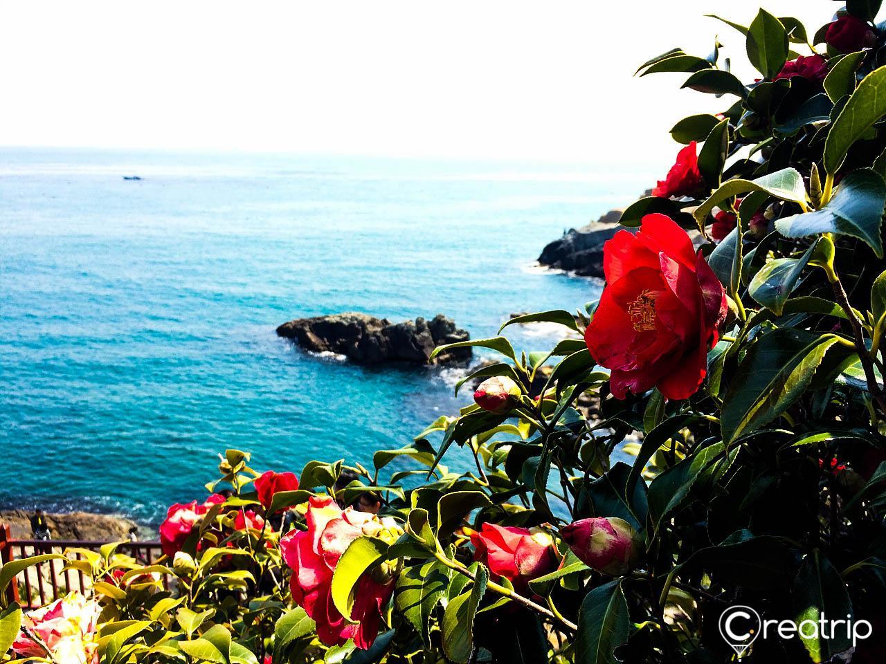 Scenic sunrise view of Haedong Yonggungsa Temple in Busan, Korea featuring water, flowers, plants, and a natural landscape.