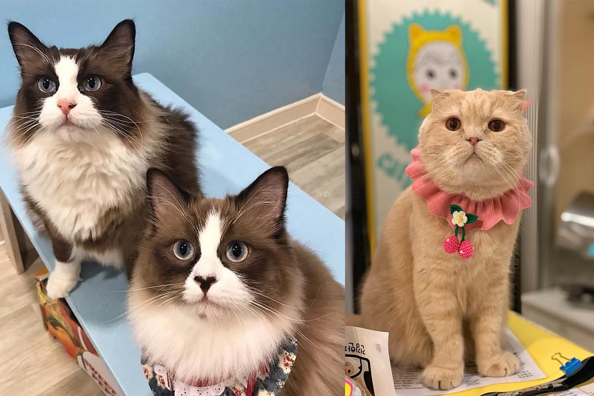 Taman Bermain Kucing | Kafe Kucing Myeongdong-image