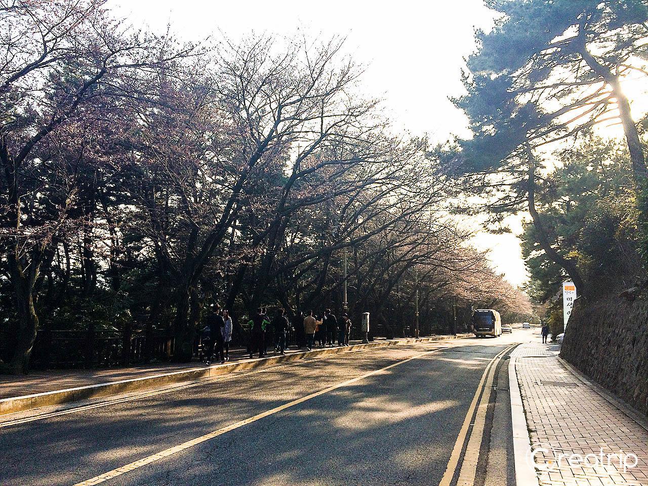 Scenic road with tree-lined path leading through natural landscape in Busan, South Korea