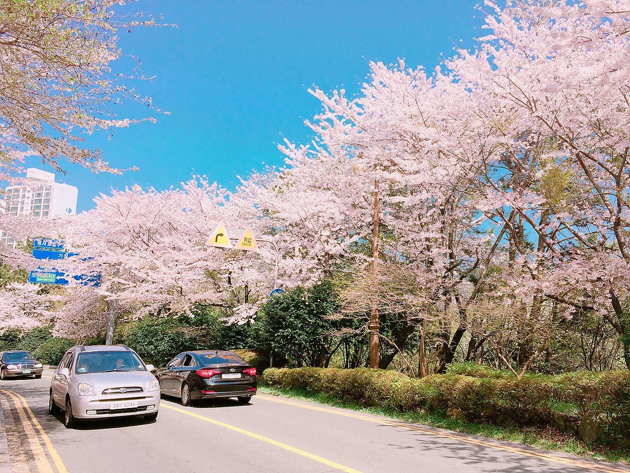 Scenic drive on winding road, colorful flowers and trees, blue sky with parked car and tire in foreground.