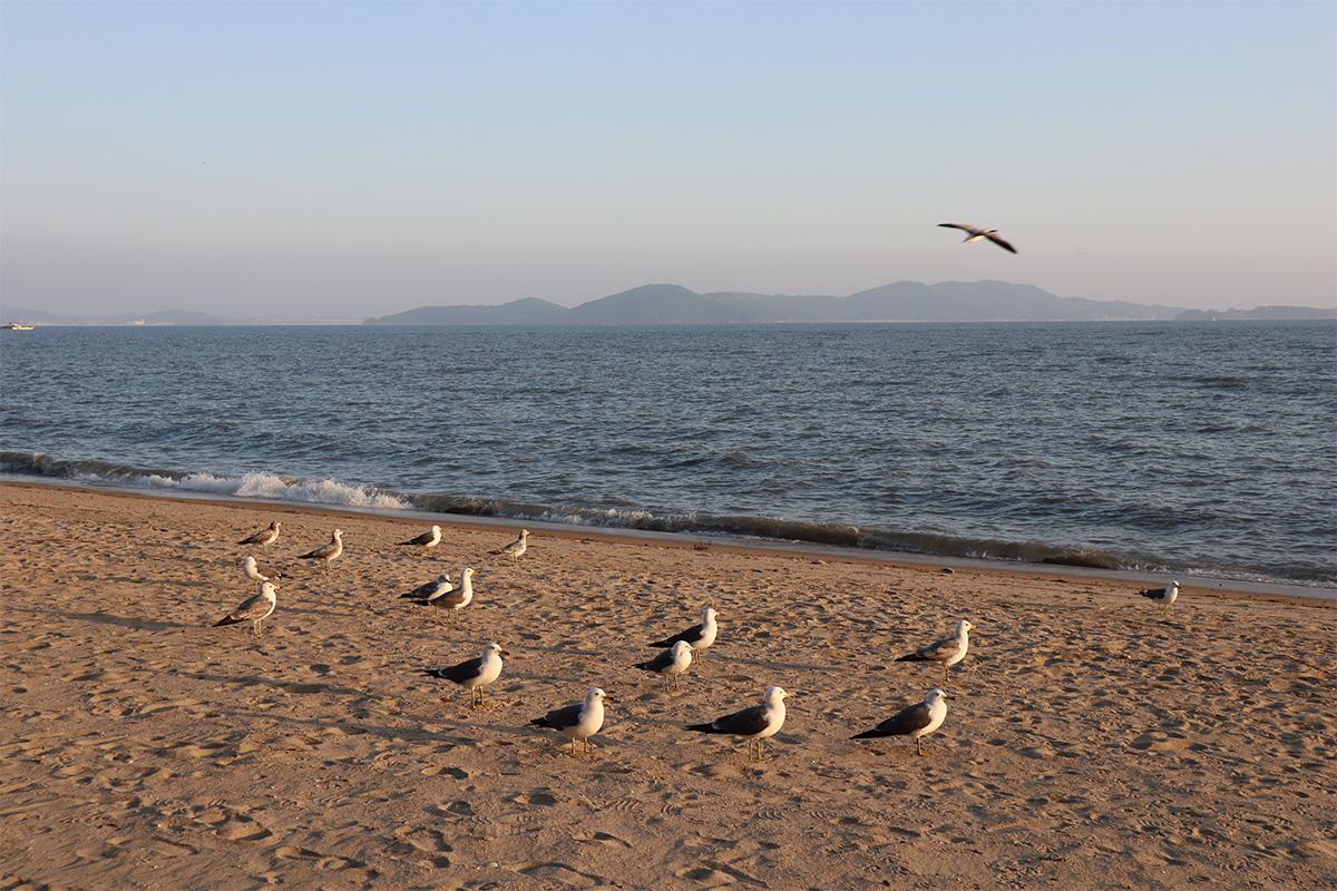 Paju