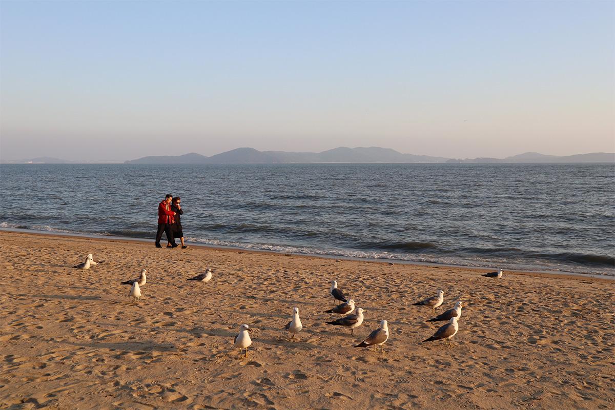 Paju