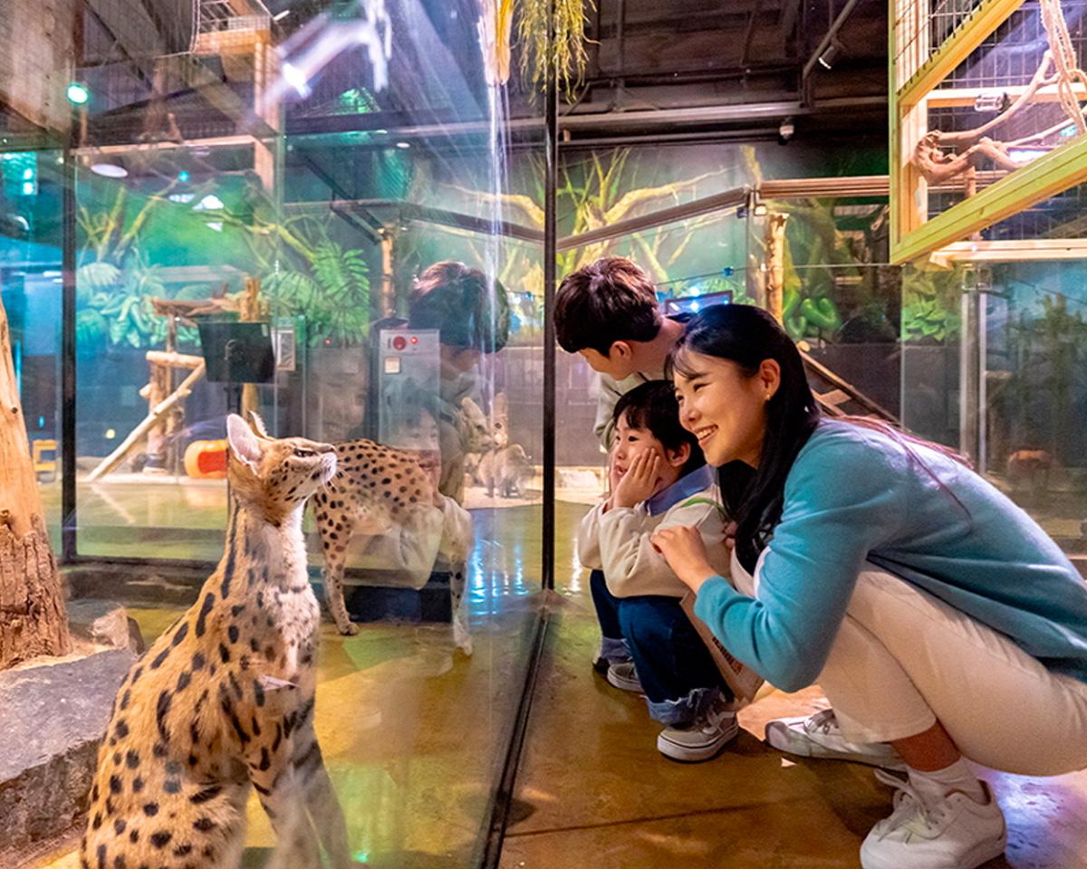 zoolung zoolung Gyeongju