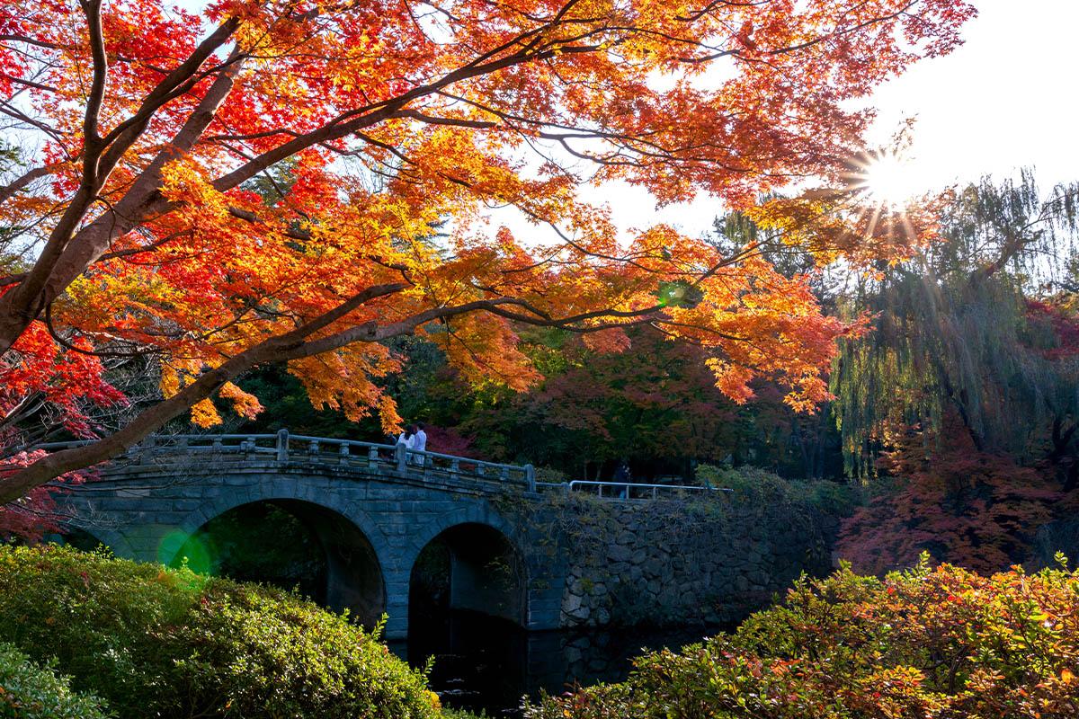 Gyeongju Maple