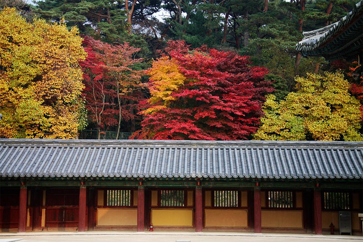  Gyeongju Maple