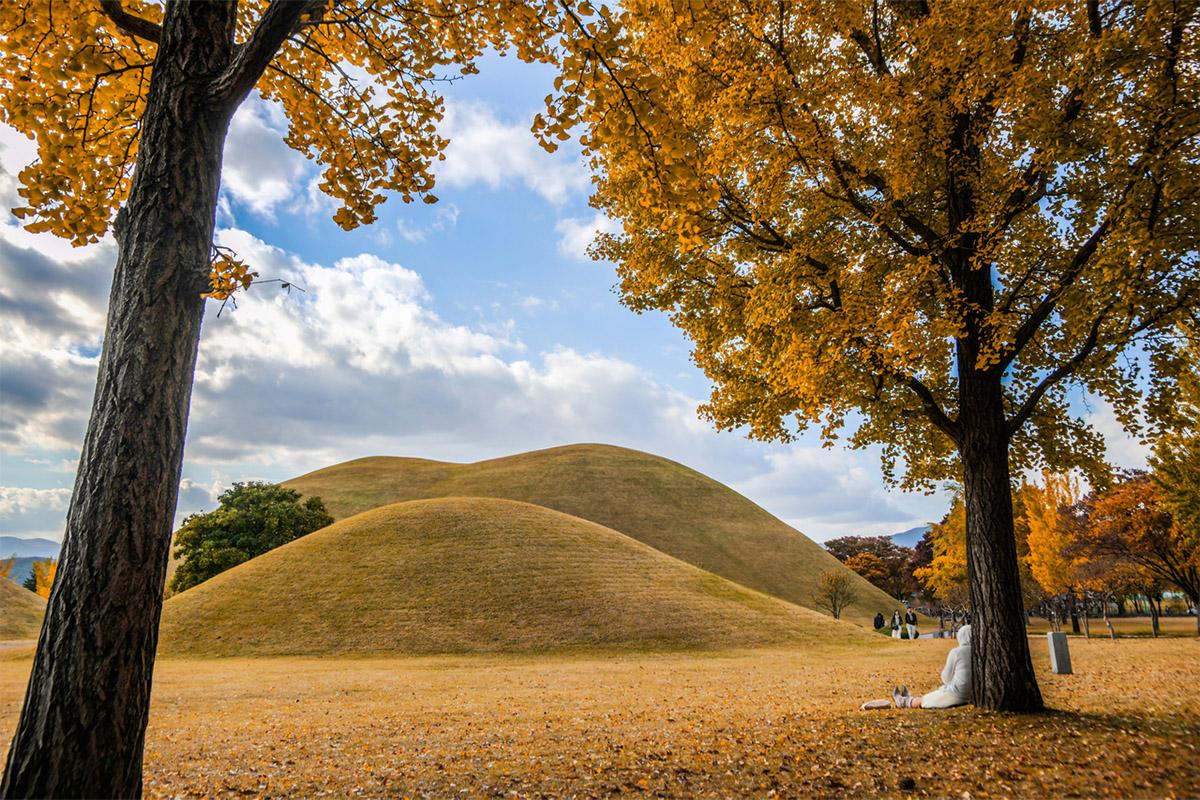 Gyeongju Maple