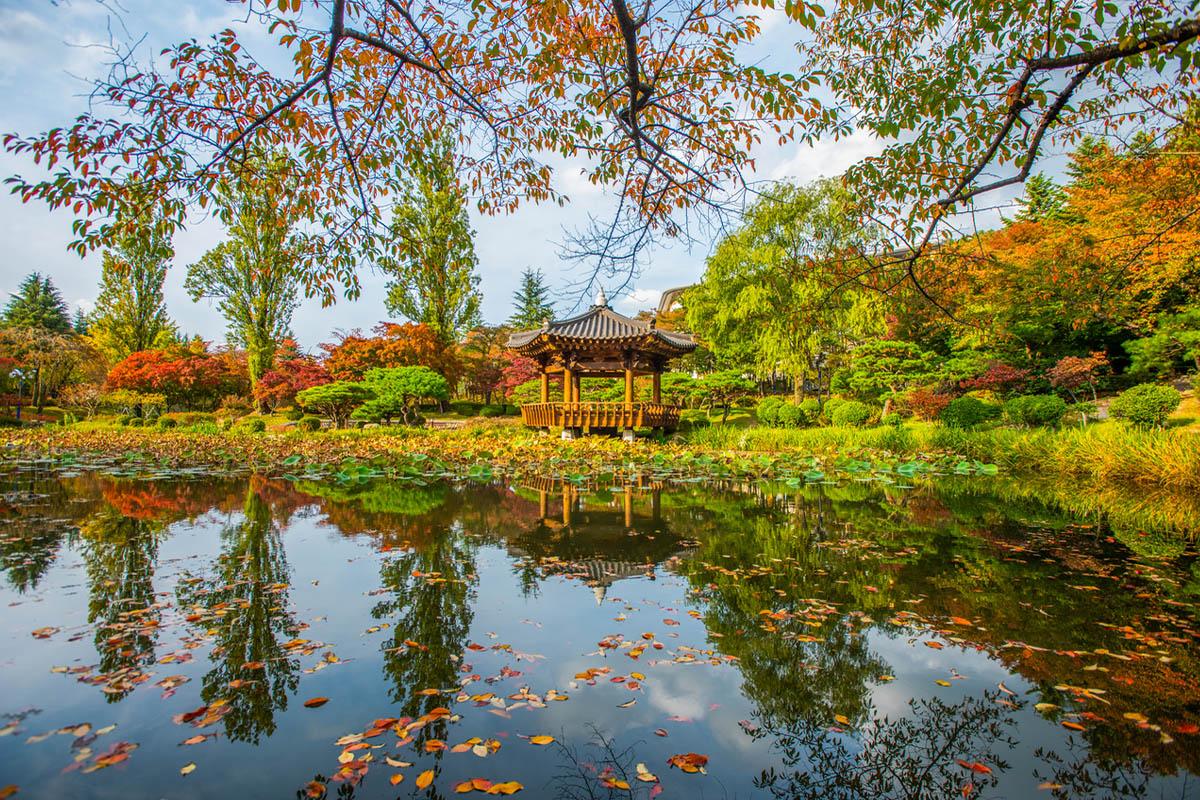 Gyeongju Maple