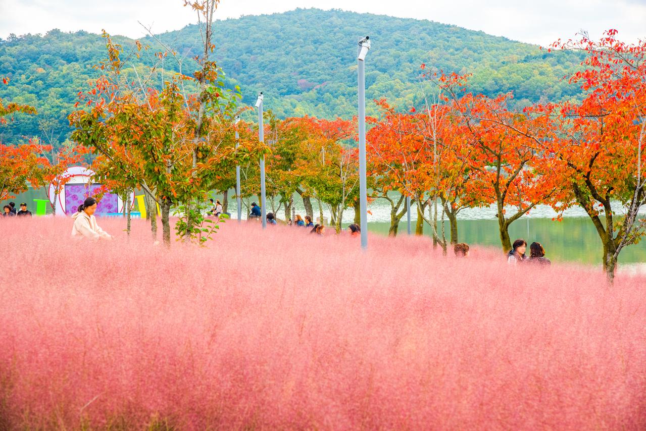 Gyeongju autumn foliage