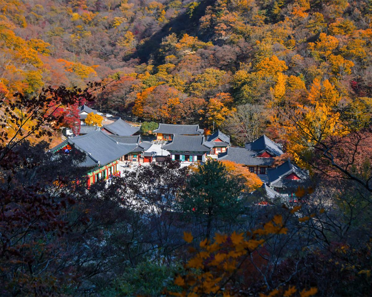 Naejangsan Mountain Autumn Maple Tour