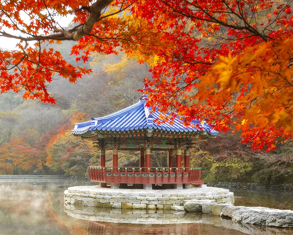 🎁Naejangsan National Park Fall Foliage Tour | Busan Departure