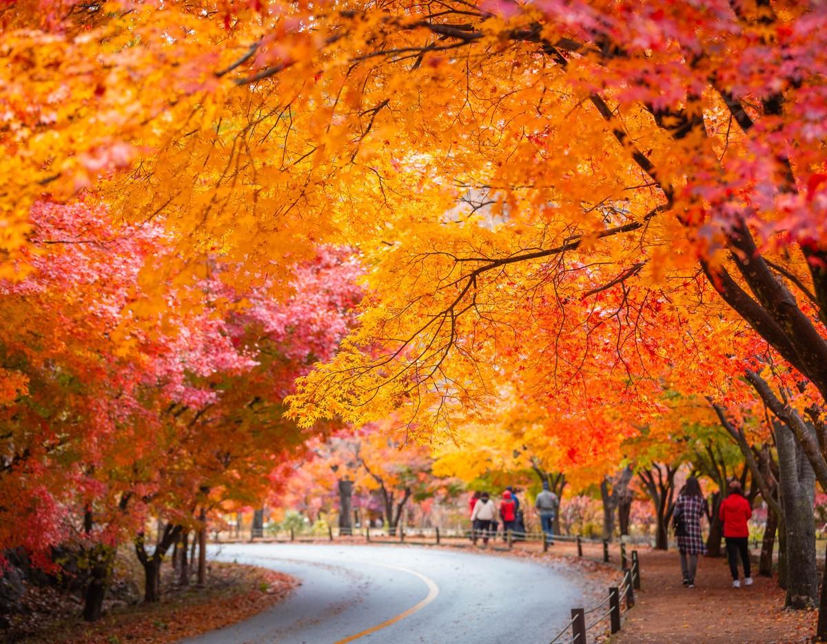 Naejangsan trail with curved road and walkers under vivid orange, red, and yellow maple canopy during autumn foliage season