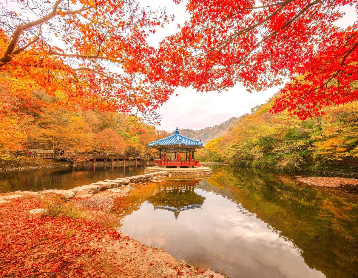 Naejangsan autumn scene with blue-roofed pavilion on pond, red maple branches framing calm reflective water and fallen leaves