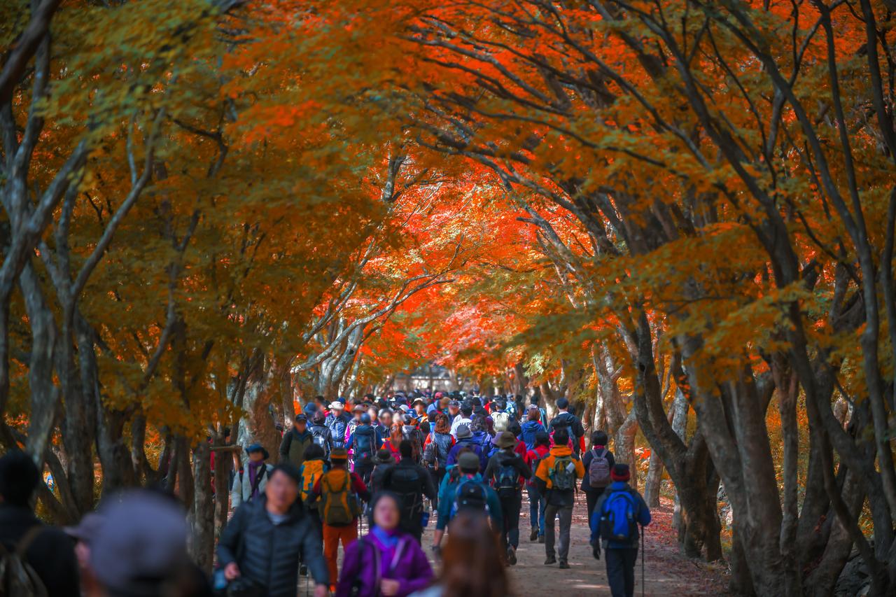 Naejangsan autumn foliage