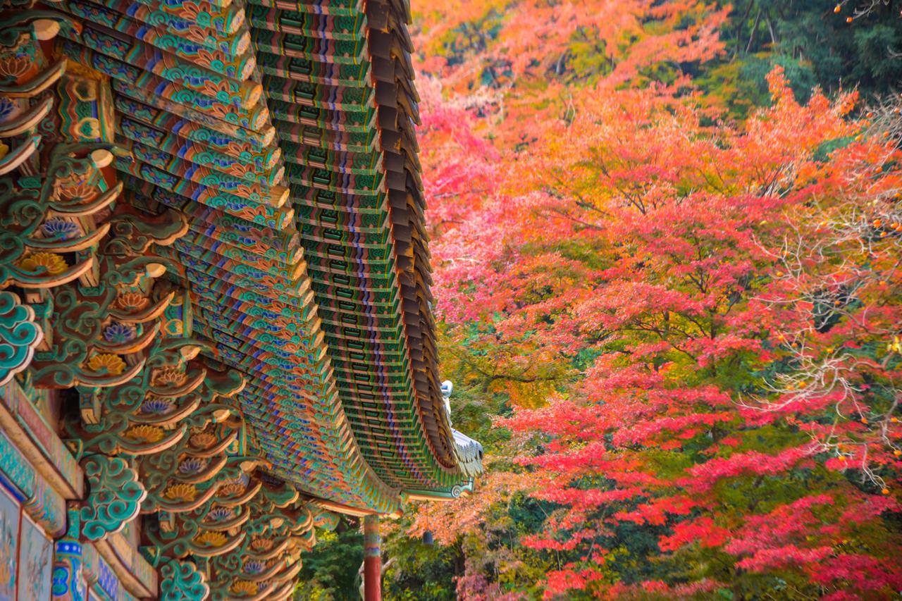 Naejangsan autumn foliage
