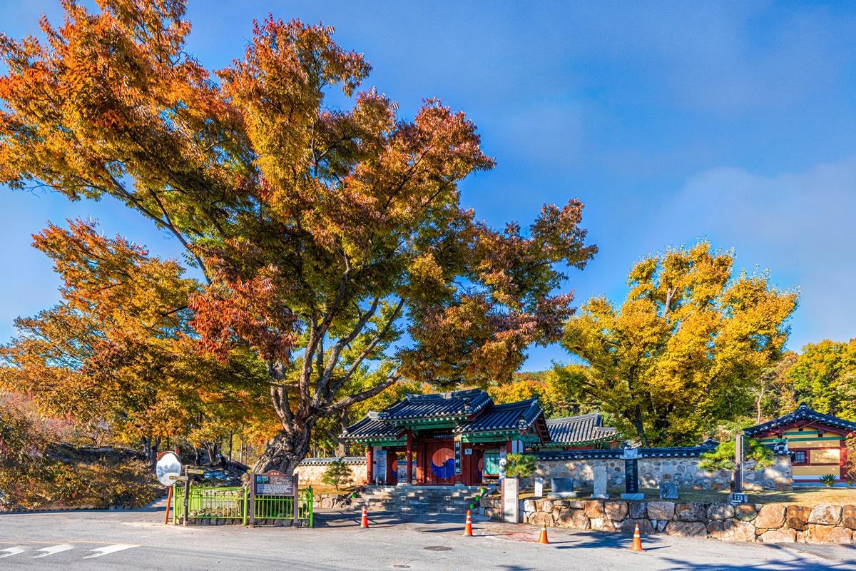 🎁Jeonju Hanok Village & Jangtae Mountain/Daedunsan | Fall Foliage Day Tour