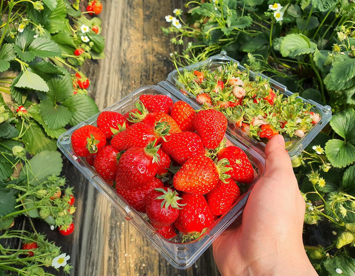 Strawberry Picking Farm