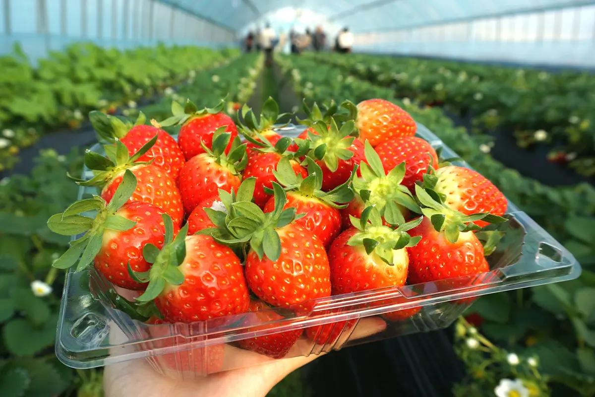 Strawberry Picking 
