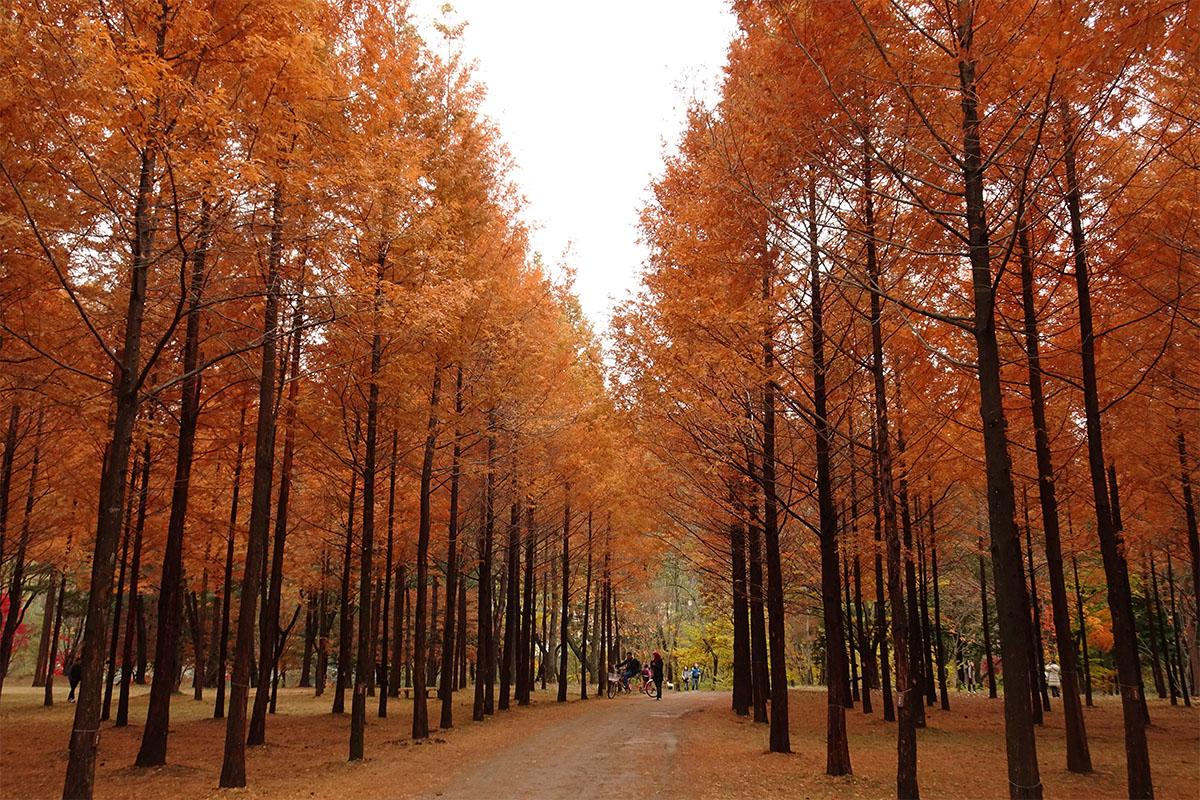 Nami Island