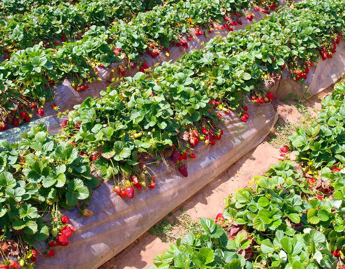 Strawberry Picking + Cheongyang Alps Village Day Tour | Seoul Departure (Sold out)