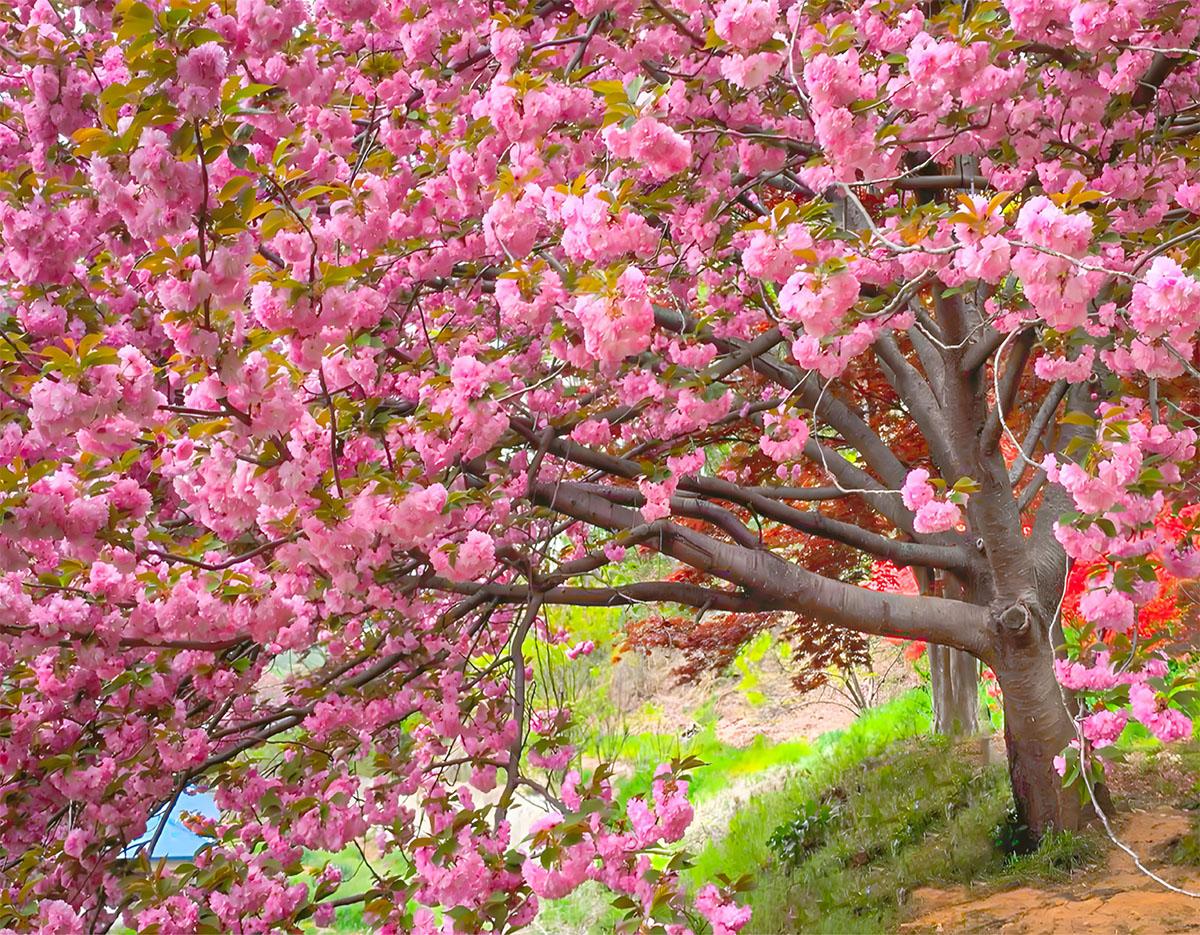 suwon