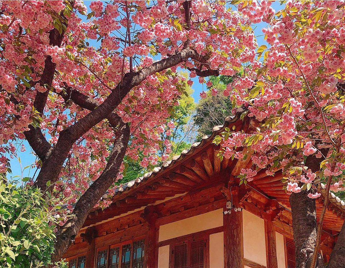 suwon