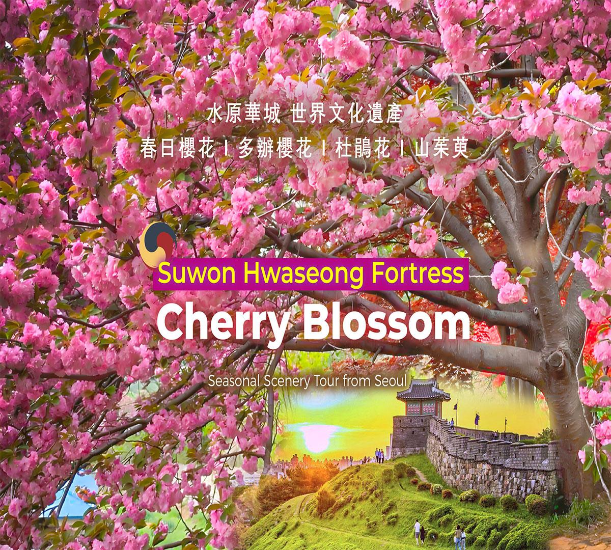 Excursión de un día a la fortaleza Hwaseong de Suwon para ver los cerezos en flor (salida desde Seúl)-image