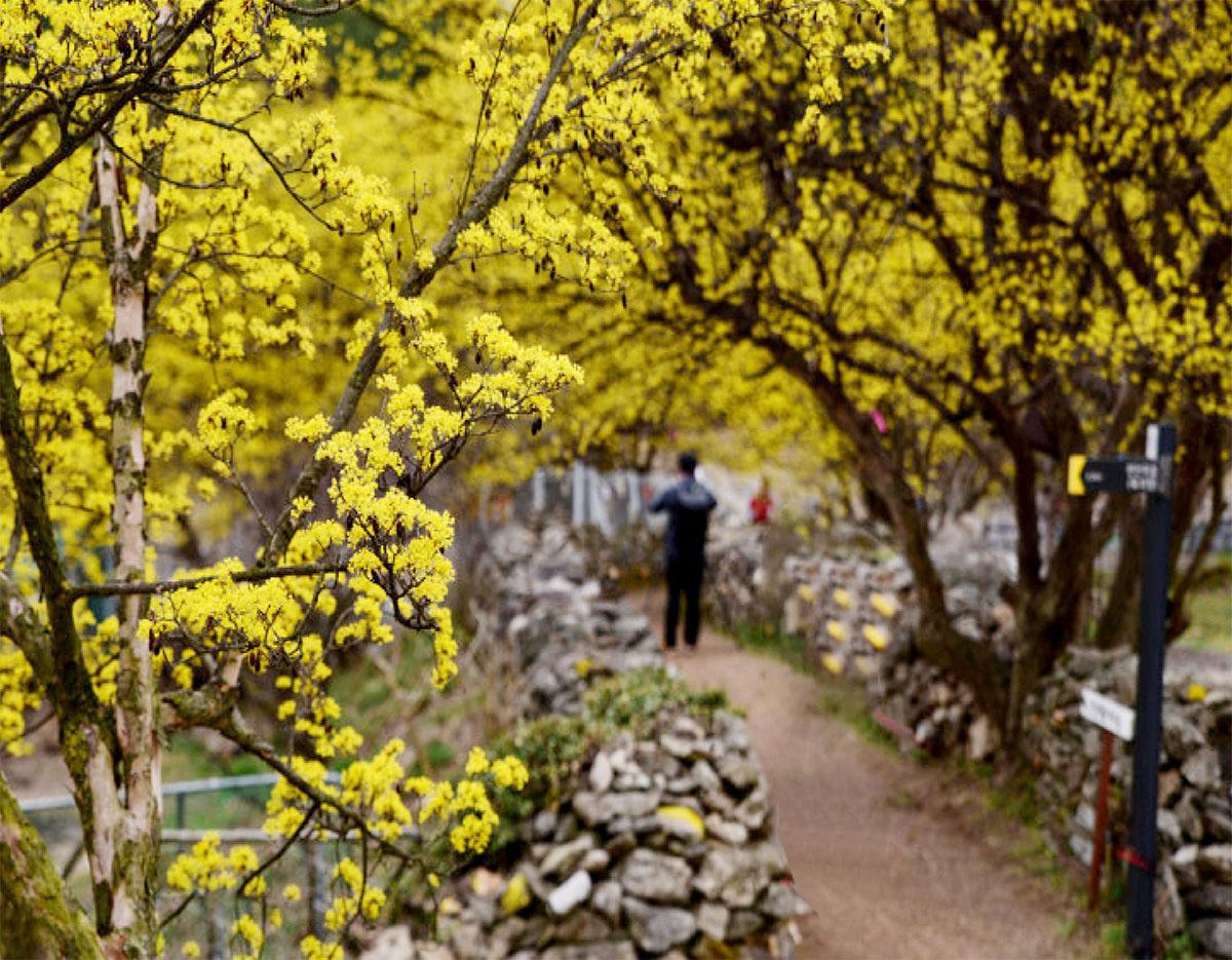 suwon