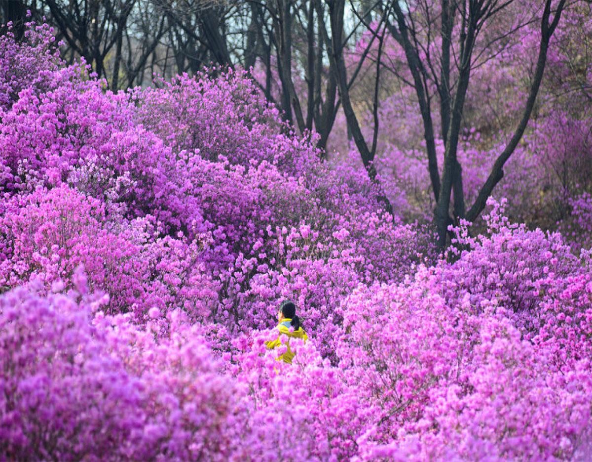 suwon