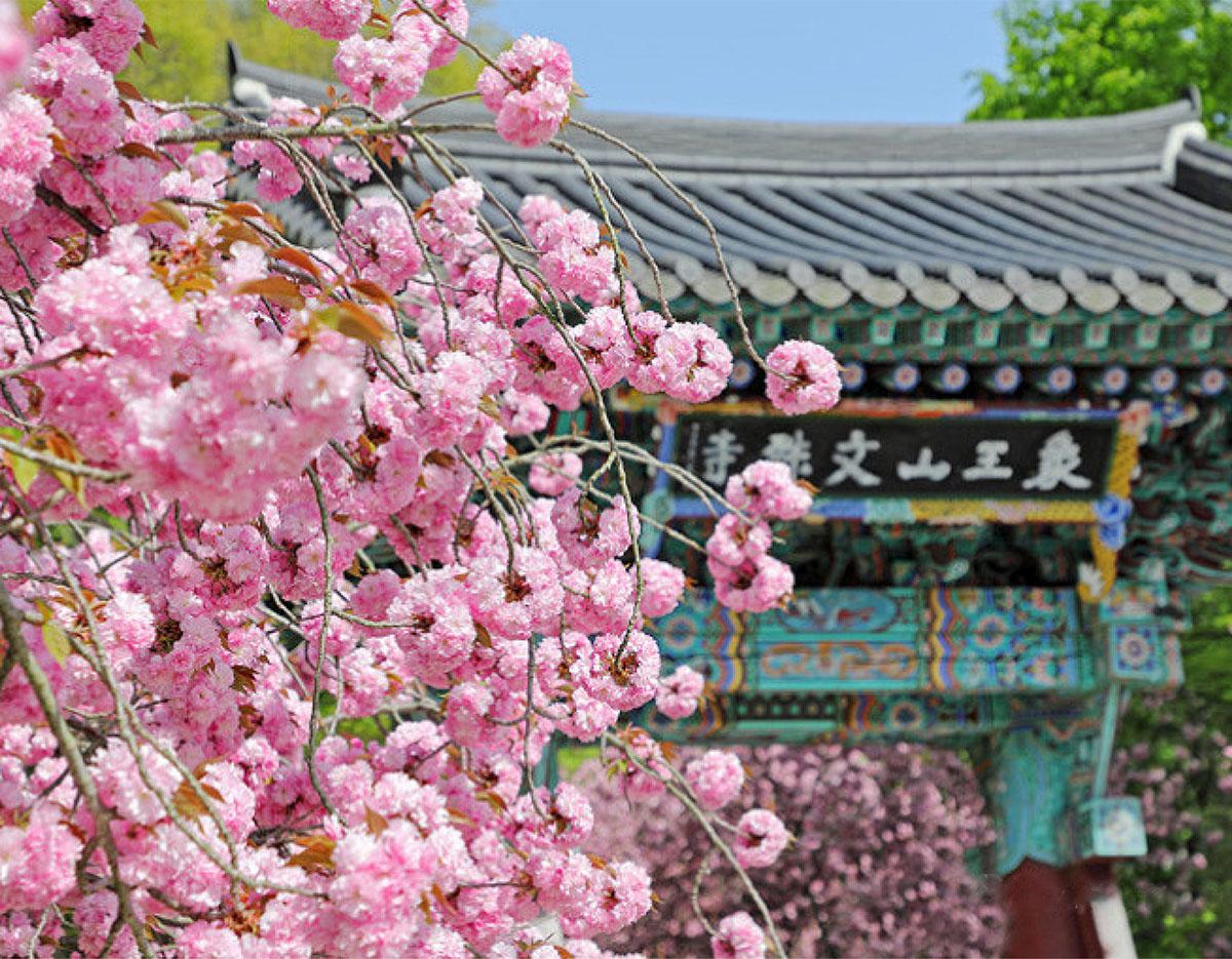 suwon