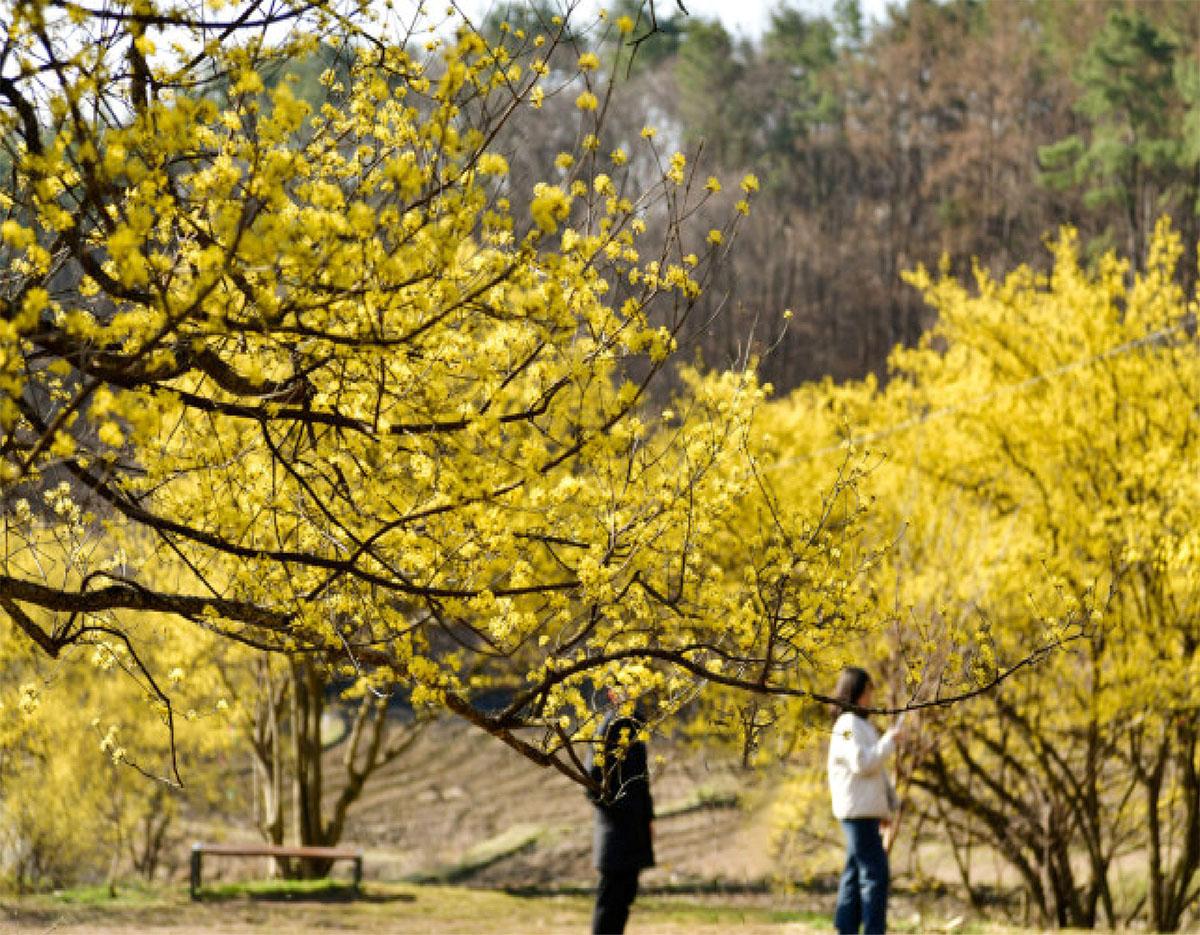suwon