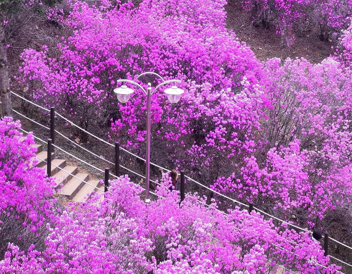 suwon