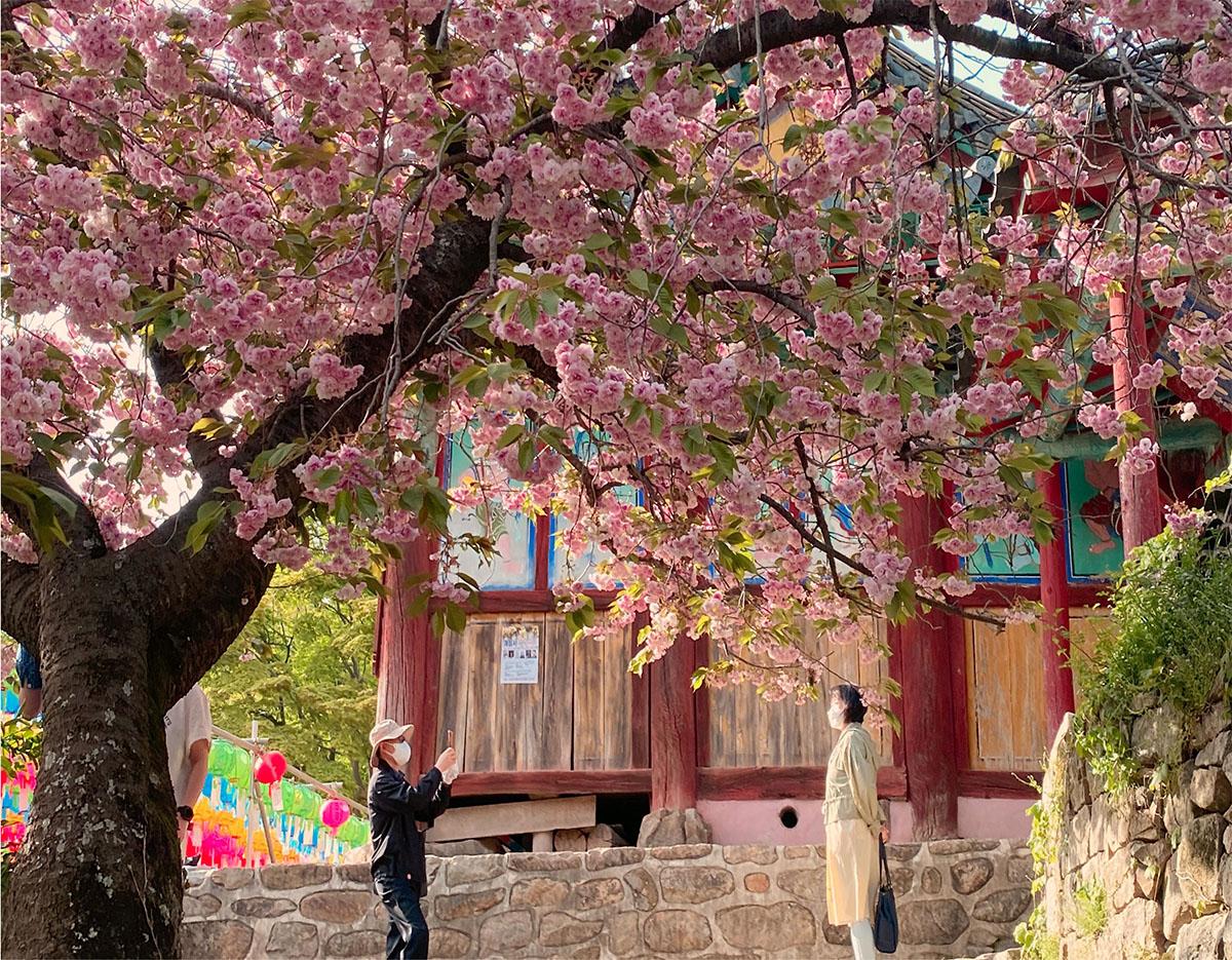 suwon