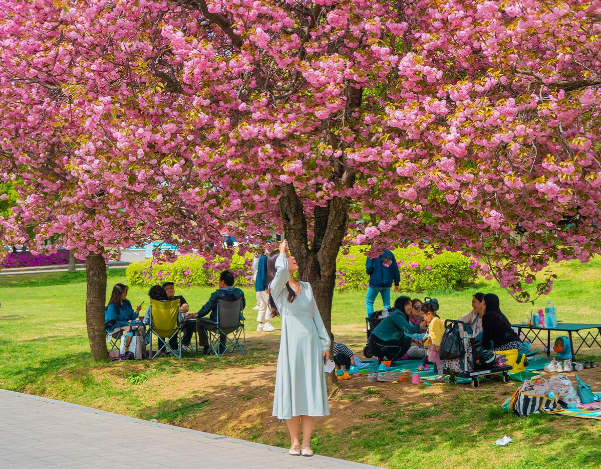 Seoul Cherry Blossom Tour