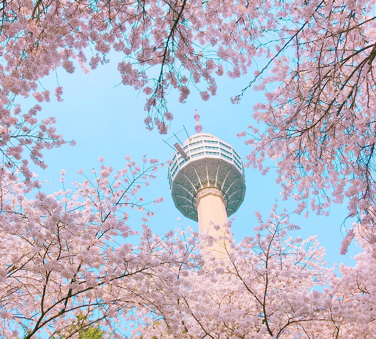 2025早鳥🌸海雲台膠囊列車/隨機賞櫻一日遊（釜山出發）-image