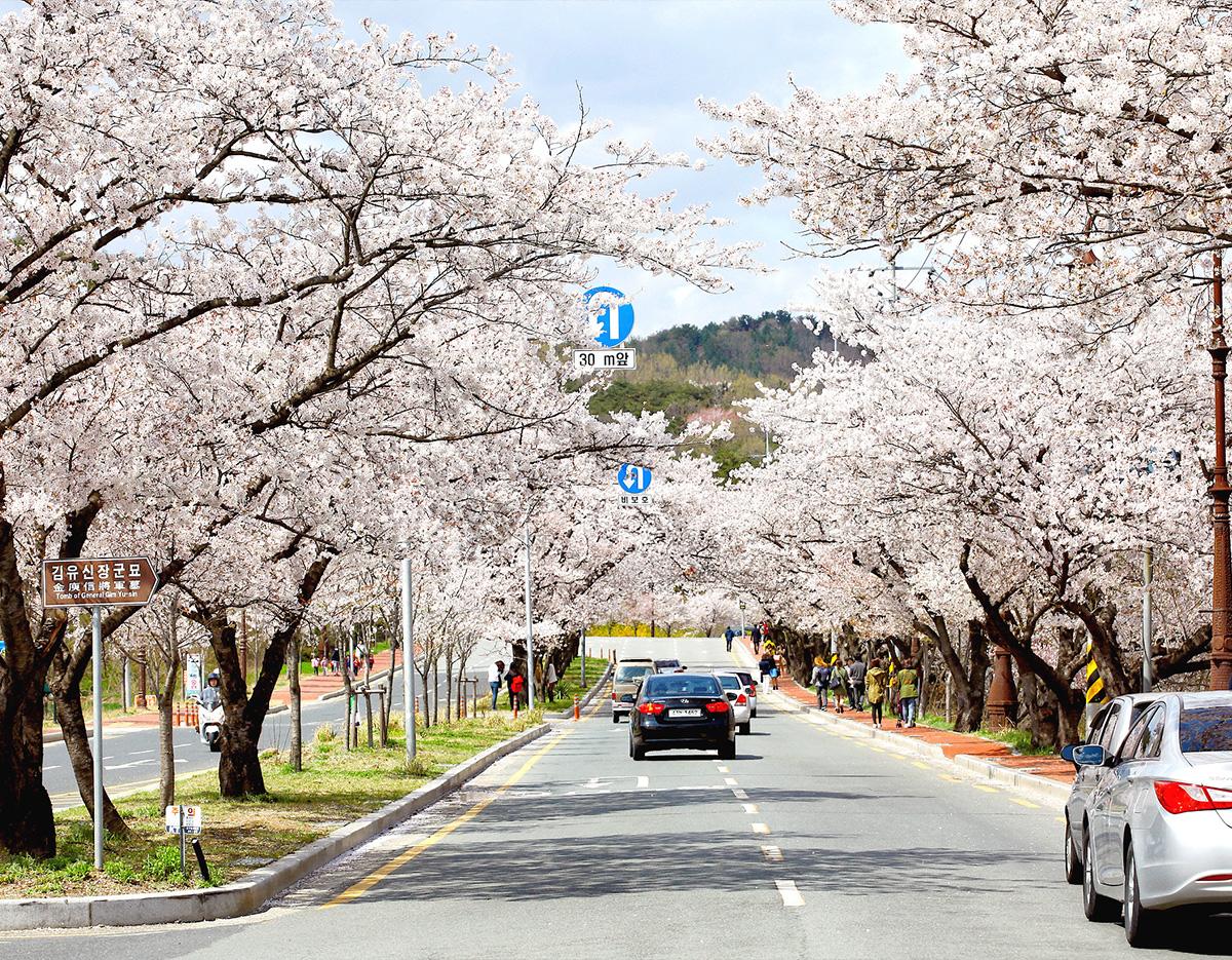 Blue Line Park Sky Capsule + Cherry Blossom & Spring Flower Random Tour (Departing from Busan)