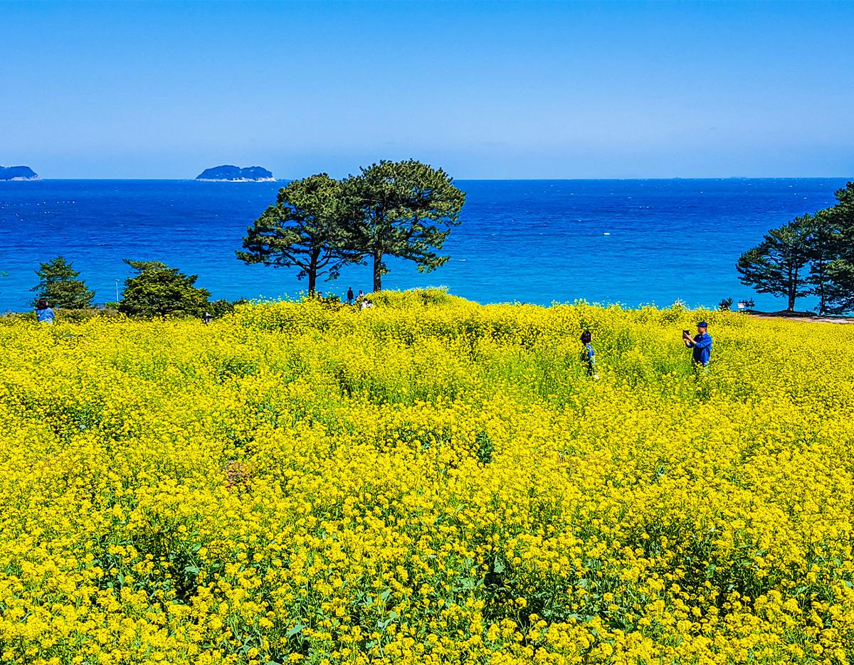 Blue Line Park Sky Capsule + Cherry Blossom & Spring Flower Random Tour (Departing from Busan)