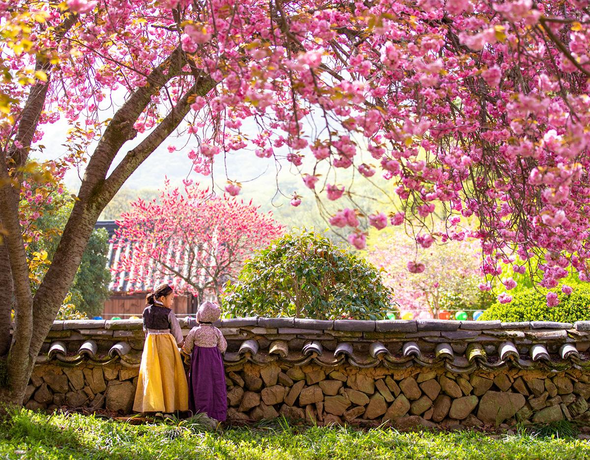 Blue Line Park Sky Capsule + Cherry Blossom & Spring Flower Random Tour (Departing from Busan)