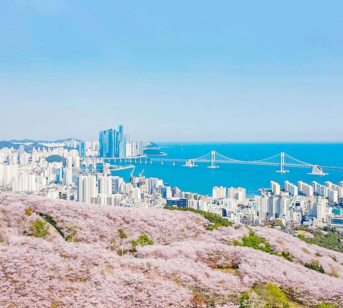Blueline Park Sky Capsule + Chasing Cherry Blossom