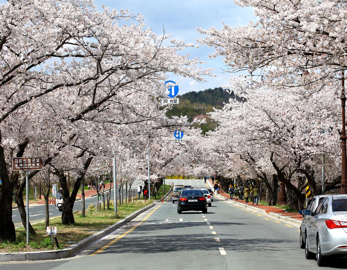 Blue Line Park Sky Capsule + Cherry Blossom & Spring Flower Random Tour (Departing from Busan)