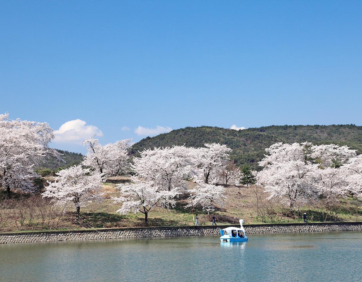 Blue Line Park Sky Capsule + Cherry Blossom & Spring Flower Random Tour (Departing from Busan)