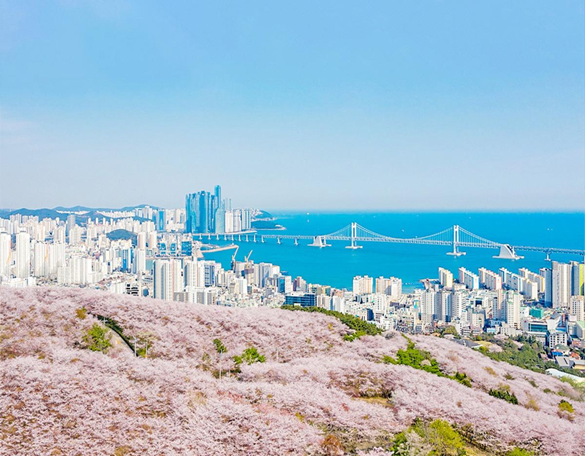 Blue Line Park Sky Capsule + Cherry Blossom & Spring Flower Random Tour (Departing from Busan)
