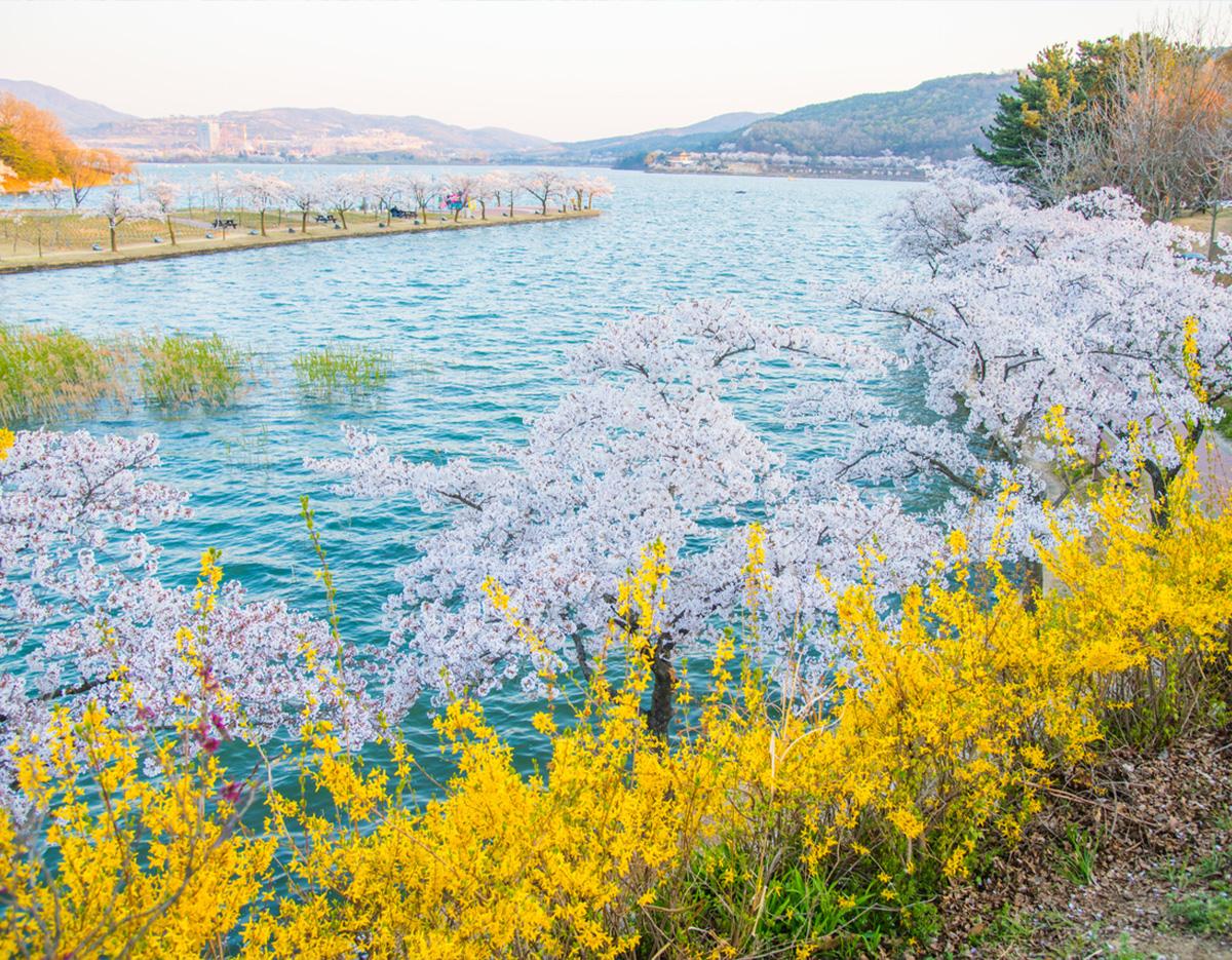 Blue Line Park Sky Capsule + Cherry Blossom & Spring Flower Random Tour (Departing from Busan)