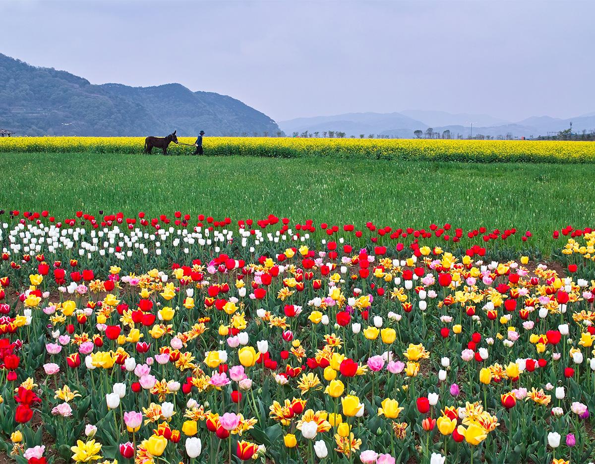 Blue Line Park Sky Capsule + Cherry Blossom & Spring Flower Random Tour (Departing from Busan)