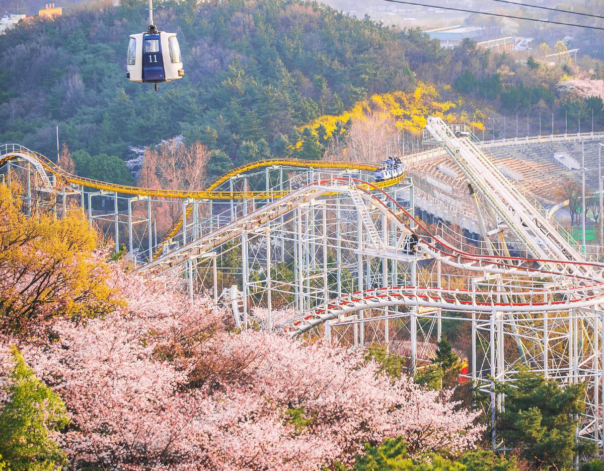 Tour de un día a Daegu E-World para ver los cerezos en flor | Salida desde Busan-image
