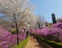 Incheon Cherry Blossoms + Strawberry Picking + Ganghwa Luge Day Tour | Seoul Departure 