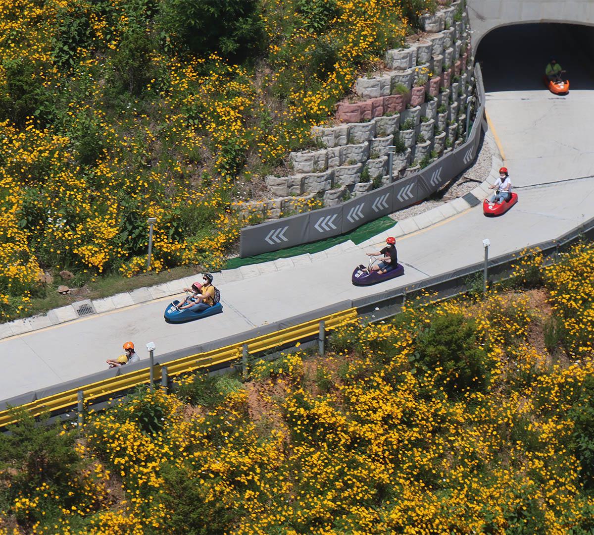 Incheon Luge + Yeongjong Rail Bike + Spring Flower One Day Tour (Departing from Seoul)