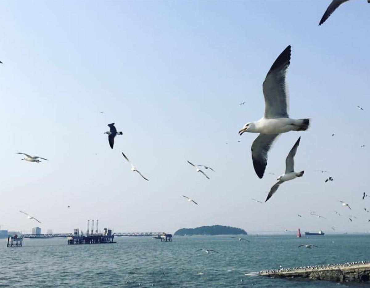 The ferry service from Wolmido Island to Yeongjong Island