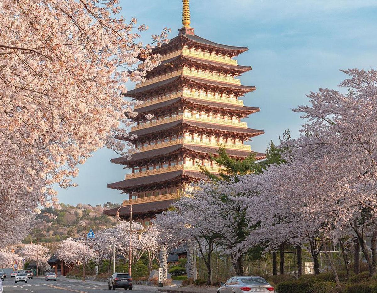 [Cherry blossom] Seoul to Gyeongju Round Trip