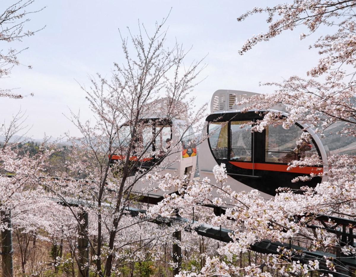 Visite d'une journée au Jardin botanique Hwadam + Île de Nami + Parc ferroviaire de Gangchon | Départ de Séoul-image