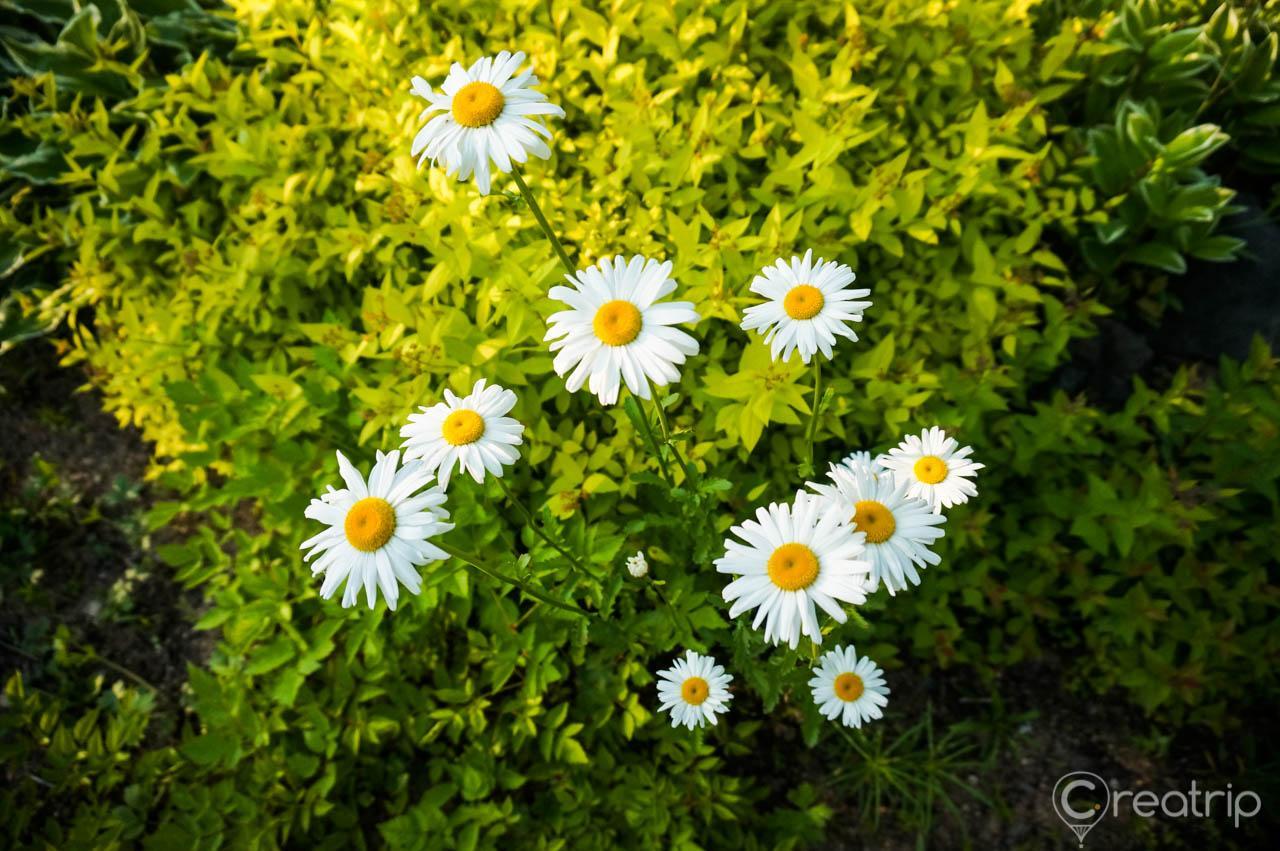 close-up of chamomile flowers in Seoul Forest with grass and other plants in the background.